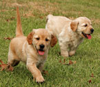 Golden Retrievers