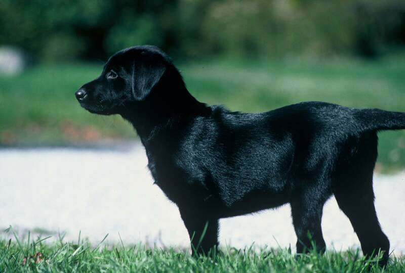 Laborador Retriever