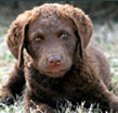 Chesapeake Bay Retriever