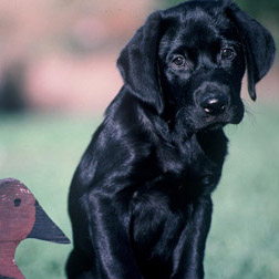 Black Lab